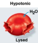 <p>Lysed</p>