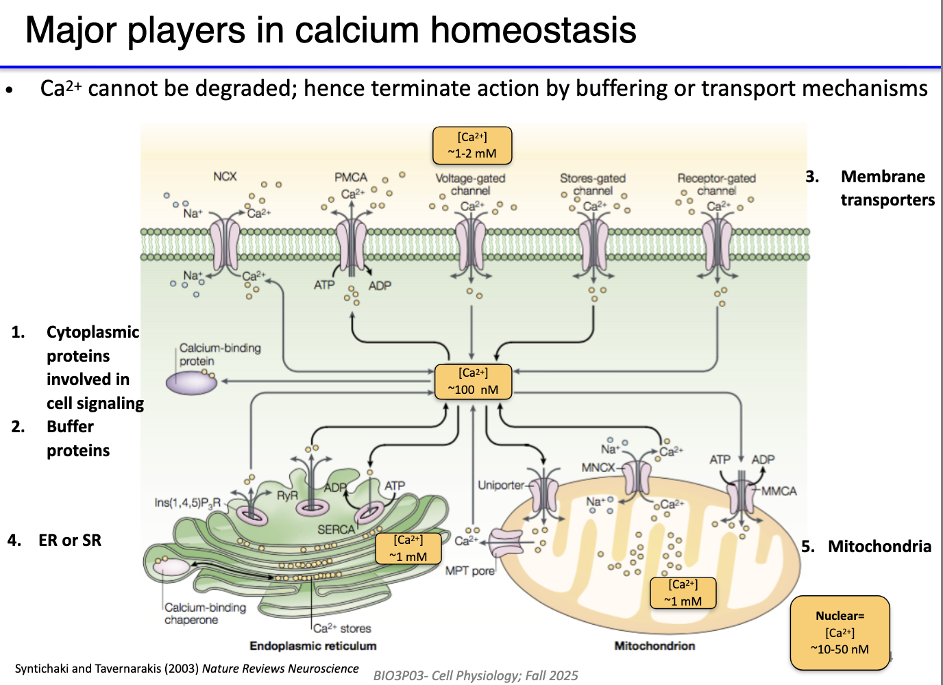 <ul><li><p class="isSelectedEnd"><strong><span>Resting cytoplasmic Ca²⁺ ~100 nM</span></strong><span> (very low).</span></p></li><li><p class="isSelectedEnd"><strong><span>High Ca²⁺ stores:</span></strong></p><ul><li><p class="isSelectedEnd"><strong><span>Extracellular fluid</span></strong><span>: 1–2 mM</span></p></li><li><p class="isSelectedEnd"><strong><span>SR/ER</span></strong><span>: very high</span></p></li><li><p class="isSelectedEnd"><strong><span>Mitochondria</span></strong><span>: high (similar to SR)</span></p></li></ul></li><li><p class="isSelectedEnd"><strong><span>Low Ca²⁺ areas:</span></strong><span> cytoplasm, nucleus.</span></p></li><li><p class="isSelectedEnd"><span>Key Ca²⁺ regulators:</span></p><ul><li><p class="isSelectedEnd"><strong><span>VG Ca²⁺ channels</span></strong><span> → Ca²⁺ influx.</span></p></li><li><p class="isSelectedEnd"><strong><span>PMCA</span></strong><span> → pumps Ca²⁺ out (ATP-dependent).</span></p></li><li><p class="isSelectedEnd"><strong><span>Na⁺/Ca²⁺ exchanger</span></strong><span> → secondary active export.</span></p></li><li><p class="isSelectedEnd"><strong><span>IP₃R & RyR</span></strong><span> → Ca²⁺ release from SR/ER.</span></p></li><li><p class="isSelectedEnd"><strong><span>SERCA</span></strong><span> → returns Ca²⁺ to SR/ER.</span></p></li></ul></li><li><p><span>Homeostasis must support </span><strong><span>rapid spikes</span></strong><span> (ON) and </span><strong><span>rapid clearance</span></strong><span> (OFF) while maintaining stores for future signaling.</span></p></li></ul><p></p>