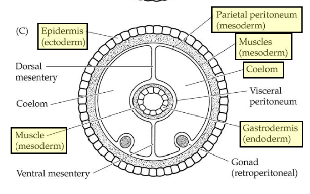 <ul><li><p>Fluid-filled body cavity lined with mesoderm</p></li><li><p>Gut lining (peritoneum) attaches to organs and separates them from coelomic space</p></li></ul><p></p>