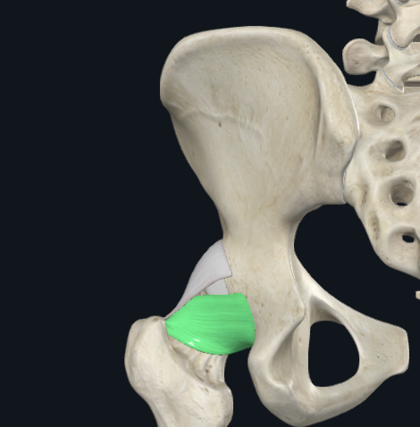 <p><span style="background-color: transparent;">Ischiofemoral Ligament</span></p>