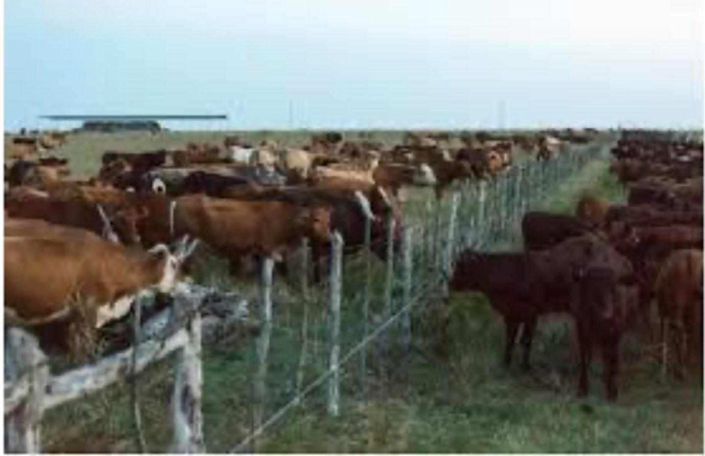 <p>at the end of preconditioning, it is ideal to have ______d low-stress weaning prior to shipping through methods like fence-line weaning</p>