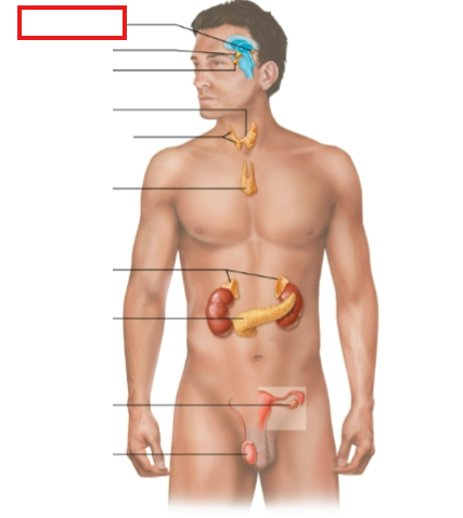 <p>What structure is highlighted?</p>