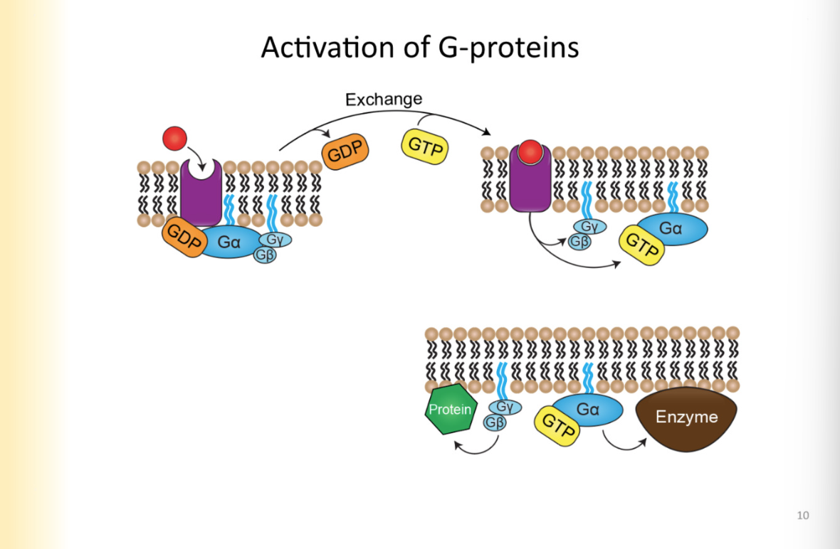 <ol><li><p>ligand binds, causes conformational change in receptor protein</p></li><li><p>changes g-alpha affinity for GDP- now high affinity for GTP</p></li></ol><ul><li><p>EXHCHANGE: as soon as affinity for GDP swtiches, g-alpha binds to GTP </p></li></ul><ol start="3"><li><p>now g-protein is activated— can go do its individual stuff- can separate into its individual components</p></li><li><p>G-alpha GTP can be signalling molecule</p></li><li><p>G-beta gamma dimer can also be signalling molecule (do not come apart)</p><ul><li><p>one or all of them can be doing things- gives variety to signalling pathways</p></li></ul><p></p></li></ol>