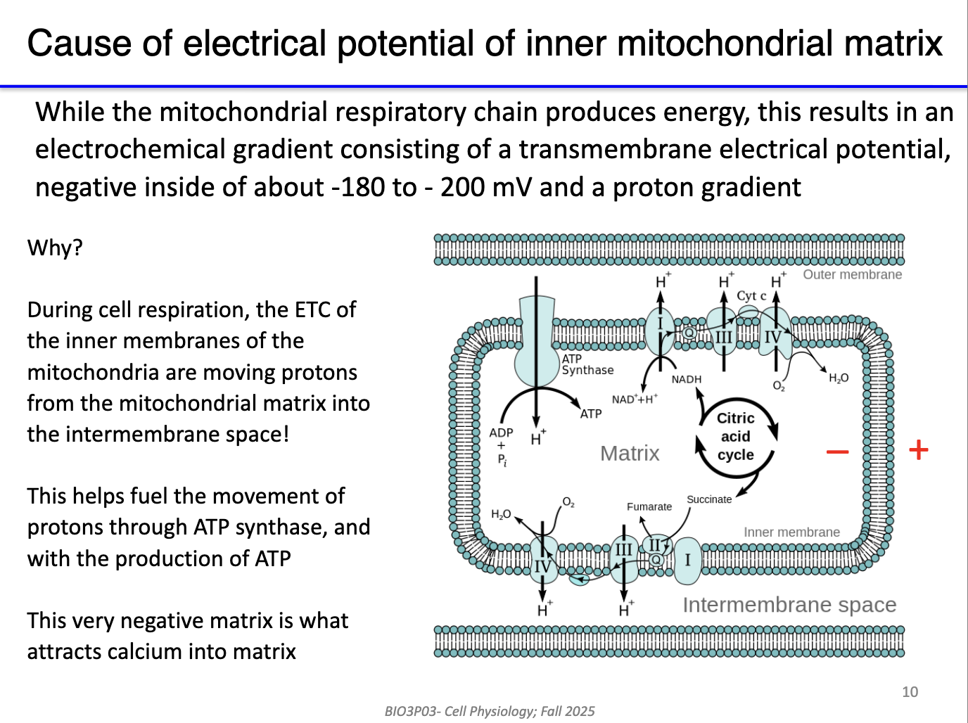 <ul><li><p><span>This negativity results from the </span><strong><span>electron transport chain pumping protons</span></strong><span> into the intermembrane space.</span></p></li><li><p><span>No pumps required: Ca²⁺ moves via channels because of the </span><strong><span>large electrical gradient</span></strong><span>.</span></p></li><li><p><span>Mitochondria act as a </span><strong><span>secondary Ca²⁺ reservoir</span></strong><span> and use Ca²⁺ to stimulate metabolic enzymes.</span></p></li></ul><p></p>