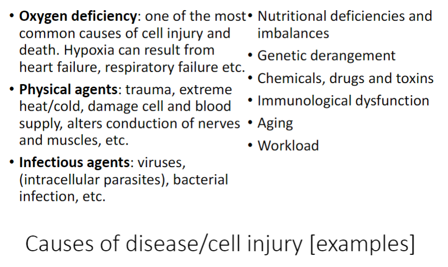 <p><strong>Oxygen Deficiency</strong><br>āOne of the most common causes of <strong>cell injury</strong> and <strong>death</strong><br>āCan result from <strong>heart failure</strong>, <strong>respiratory failure</strong>, etc.</p><p><strong>Physical Agents</strong><br>āTrauma, extreme <strong>heat</strong> or <strong>cold</strong><br>āDamage <strong>cells</strong> and <strong>blood supply</strong>, alter <strong>nerve</strong> and <strong>muscle conduction</strong></p><p><strong>Infectious Agents</strong><br>āViruses (including <strong>intracellular parasites</strong>), <strong>bacterial infections</strong>, etc.</p><p><strong>Nutritional Deficiencies and Imbalances</strong><br>āLack of essential <strong>nutrients</strong> or improper <strong>dietary balance</strong></p><p><strong>Genetic Derangement</strong><br>āInherited or spontaneous <strong>genetic abnormalities</strong></p><p><strong>Chemicals, Drugs, and Toxins</strong><br>āExposure to harmful <strong>substances</strong></p><p><strong>Immunological Dysfunction</strong><br>āImmune system <strong>malfunction</strong> causing disease</p><p><strong>Aging</strong><br>āNatural <strong>degenerative processes</strong> over time</p><p><strong>Workload</strong><br>āExcessive <strong>physical or metabolic demand</strong> contributing to injury</p>