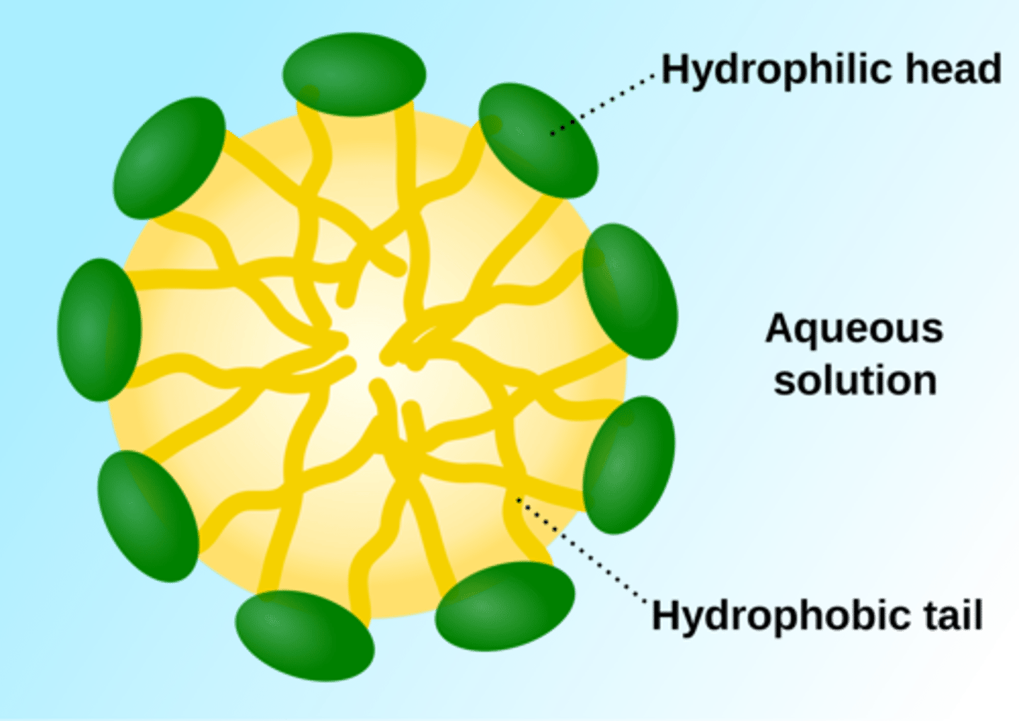 <p>A substance that likes water. Having an affinity (love) for water; usually polar molecules.</p>