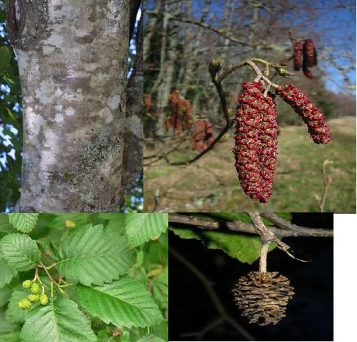 <p>Ovate, serrated leaves with prominent veining and midrib. Margins roll under, alternating, simple arrangement. Develops cones and catkins. Bark is white/grey, patchy. Inner bark rusty red when cut .</p>