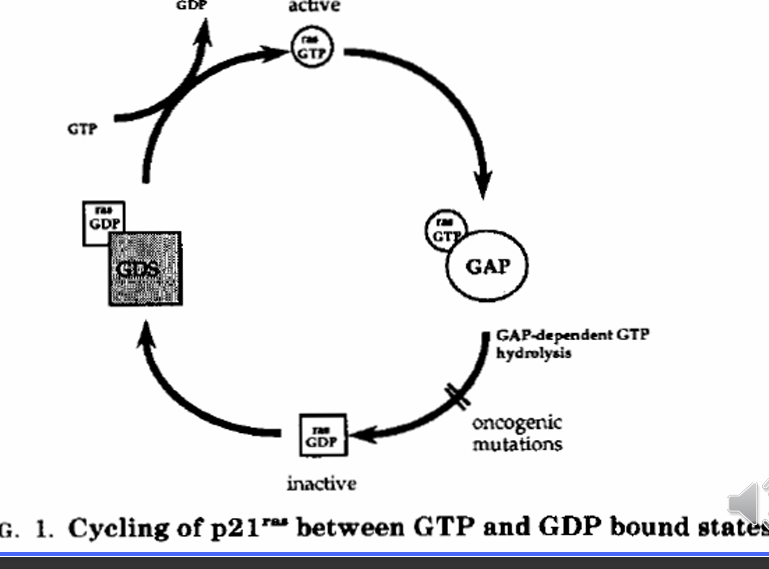<p>an example of an oncogene created by mutation of a proto-oncogene </p>