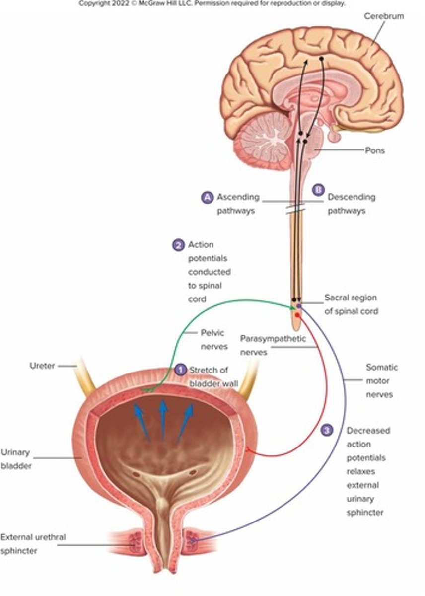 <p>Action potentials are conducted from the bladder to the spinal cord, causing bladder contraction and relaxation of the external urethral sphincter.</p>