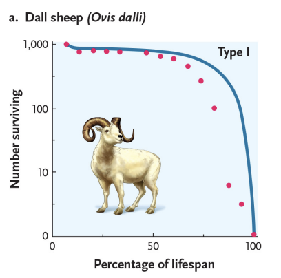 <p>high juvenile survival throughout lifespan</p><p>mortality at old age </p>