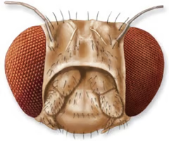 <p><span>Light sensing units of compound eyes; each contributes to an insect’s mosaic vision.</span></p>
