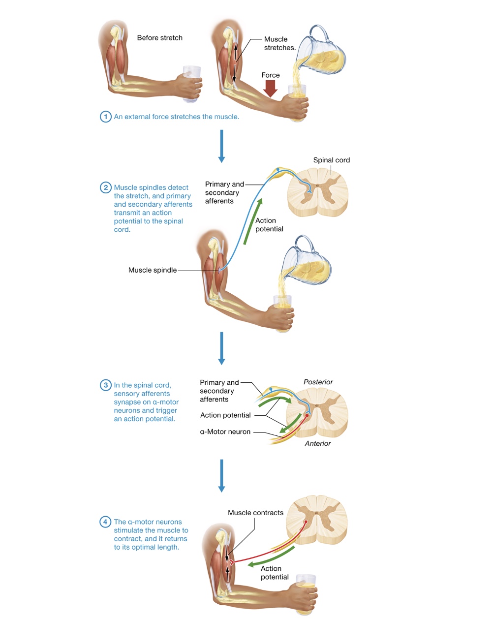 <p>simple stretch</p>