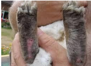 <p>Avascular necrosis/pressure sores of plantar surfaces (can affect front paws too) - guard hairs not protecting</p><p>Painful</p><p>Risk factors - obesity, inactivity, inadequate flooring, loss of plantar guard hairs, concurrent conditions, contaminated bedding</p><p>Can get skin hyperkeratosis, secondary bacterial infections, osteomyelitis, osteoarthritis, displacement of superficial digital flexor tendon</p><p>Treatment - relieve pressure (bedding, bandaging, exercise), analgesia (meloxicam, gabapentin), antibiotics, keep clean and dry, surgery if chronic/abscesses/debride necrotic tissue, euthanasia</p>