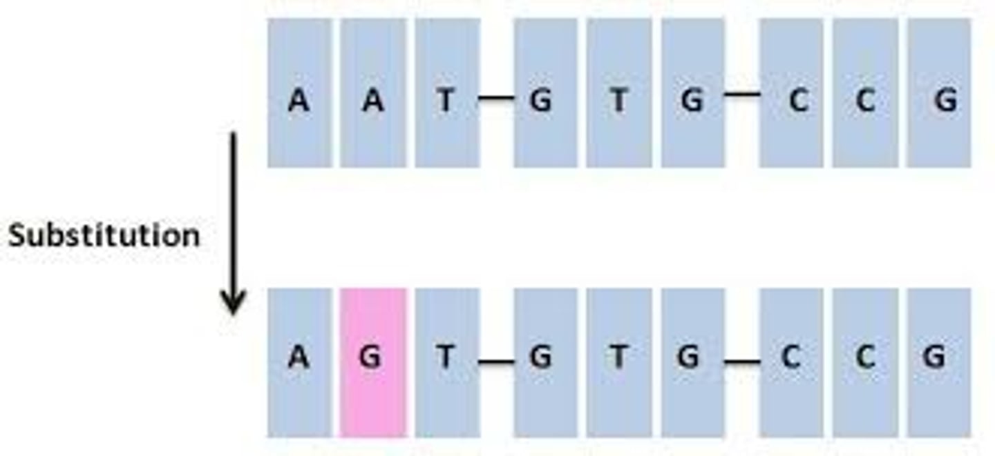 <p>Replacement of a single nucleotide by another nucleotide</p>