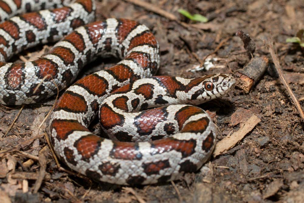 Lampropeltis triangulum