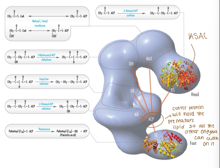 <p>Acyl- carrier protein (ACP) </p>