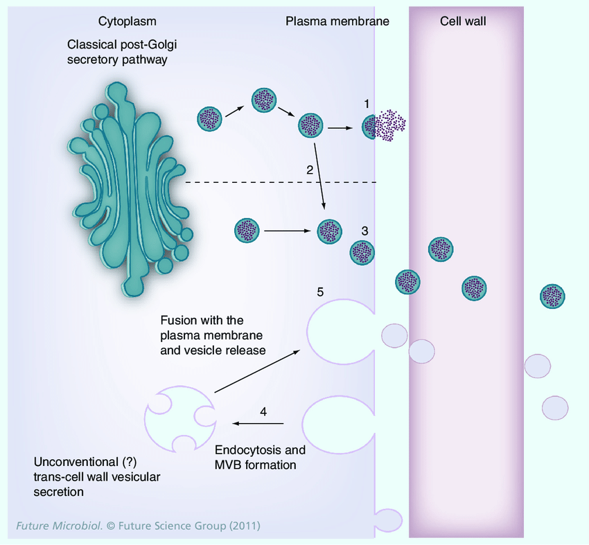 <p>secretory vesicles, membrane vesicles, lysosomes</p>