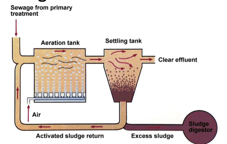<p>Trickling filter method </p><ul><li><p>The wastewater is sprayed onto a 2m deep bed of crushed rocks </p></li><li><p>As the liquid slowly trickles through the bed the organic matter adsorbs to the rocks allowing for microbial growth on the surface </p></li><li><p>The microbes mineralize the organic matter to CO2 , NH4 , nitrate, sulfate, and phosphate</p></li></ul><p></p><p>Activated sludge method </p><ul><li><p>The wastewater is mixed and aerated in a large tank </p></li><li><p>Slime forming bacteria (Zoogloea ramigera for example) grow and form flocs (slime encased microcolonies) </p></li><li><p>The flocs attract protozoa, other small animals, and some bacteria and fungi </p></li><li><p>The effluent containing the flocs is pumped to a clarifier where the flocs settle. Some is returned to the incubator to serve as an innoculum. The rest is sent to a sludge digestor</p></li></ul><p></p><p>→ The wastewater spends only 5-10 hours in an activated sludge tank, not enough time for complete oxidation of organic materials </p><p>→ Adsorption to the floc is the primary means of reducing BOD in the liquid. Main BOD reduction occurs after transfer of the floc to the sludge digestor</p>