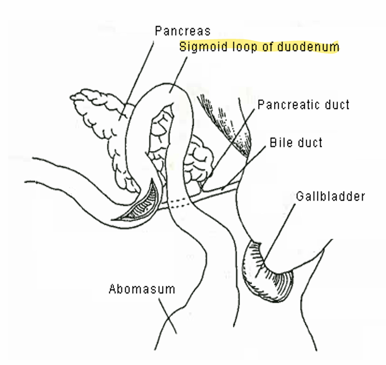 <ul><li><p>Relatively short</p></li><li><p>Receives ingesta (food) from the <strong>pylorus</strong></p></li><li><p>Anchored to the body</p></li><li><p>Adjacent to the pancreas</p><ul><li><p>Sigmoid loop</p></li></ul></li></ul><p></p>