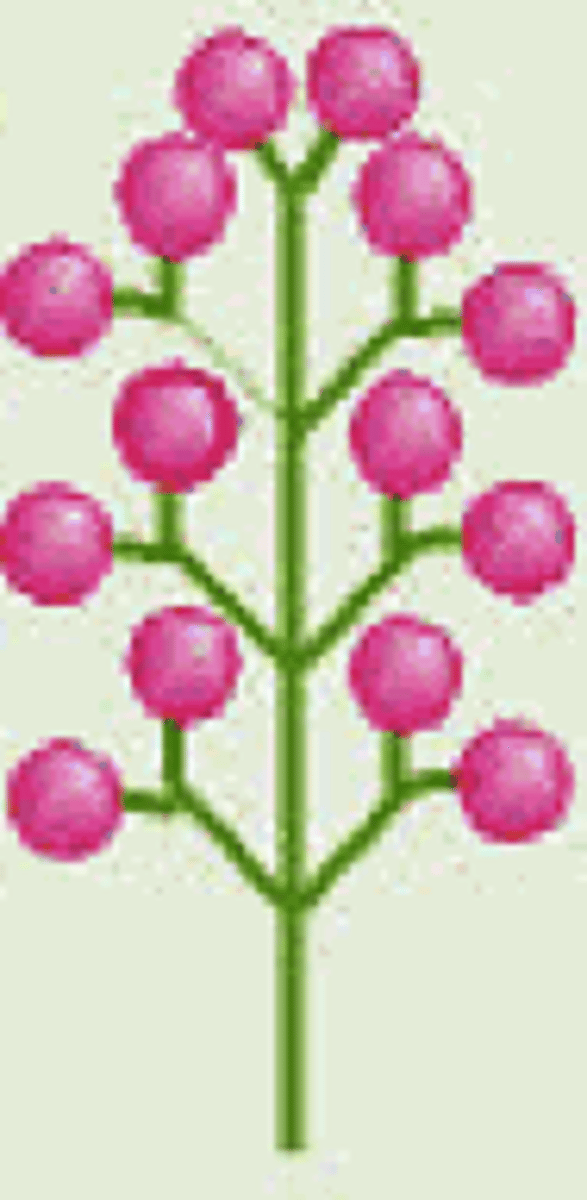 <p>large, cone-shaped, or "panicle" flower heads</p>