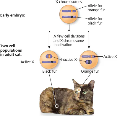 <p>Inactivatie van een X-chromosoom gaat gepaard met modificatie van het DNA en de daaraan gebonden eiwitten, histonen genaamd, waaronder de hechting van methylgroepen (-CH3) aan DNA-nucleotiden. </p><p>Dan wordt een van de genen, XIST genaamd (voor X-inactive specific transcript), alleen actief op het chromosoom dat het Barr lichaam zal worden (de inactieve X). Meerdere kopieën van het RNA-product van dit gen hechten zich blijkbaar aan het X-chromosoom waarop ze zijn gemaakt en bedekken het uiteindelijk bijna. Interactie van dit RNA met het chromosoom initieert X-inactivatie, en de RNA-producten van nabijgelegen genen helpen om het proces te reguleren.</p>