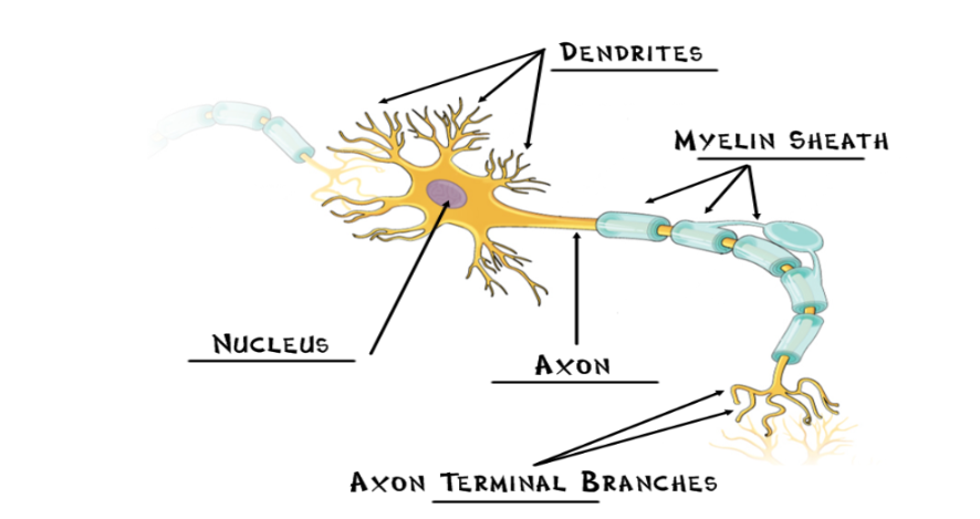 <p>fatty cells covering the axon, help speed neural impulses</p>