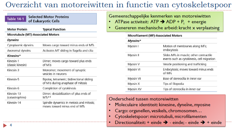 <ul><li><p>Moleculaire identiteit: kinesine, dyneïne, myosine</p></li><li><p>Cargo: organellen, vesikels, chromosomen…</p></li><li><p>Cytoskeletspoor: microtubuli, microfilamenten</p></li><li><p>Directionaliteit: + einde → - einde of - einde → + einde</p></li></ul><p></p>