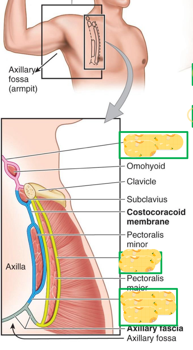 <p>Name these structures found in the axillary fossa</p>