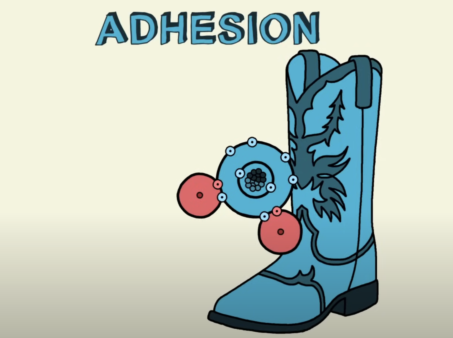 <p>Adhesion</p>