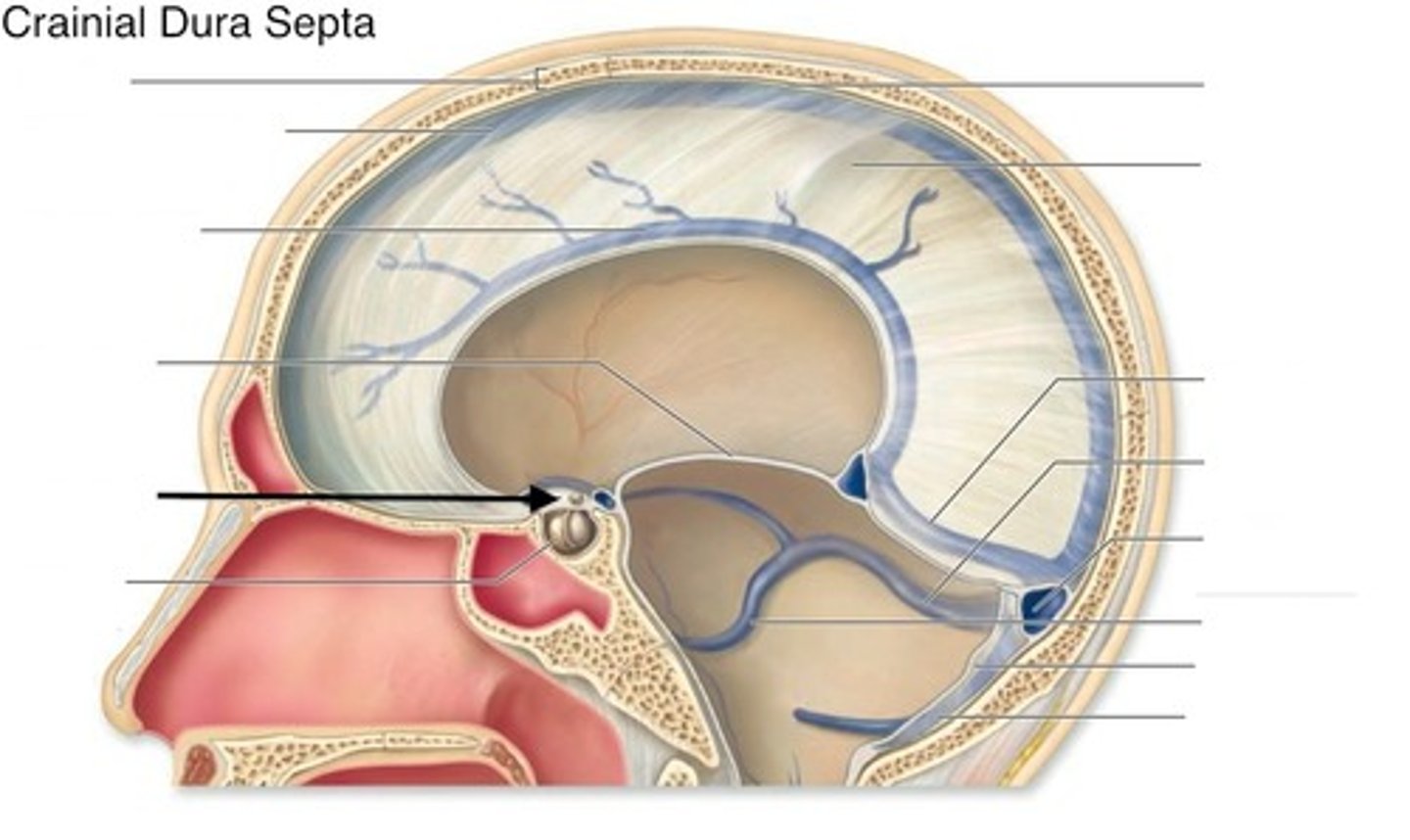 <p>forms partial roof over hypophyseal fossa</p><p>-covers pituitary gland</p>