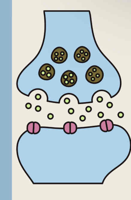 <p>an increase in a cell’s firing potential after brief, rapid stimulation</p>