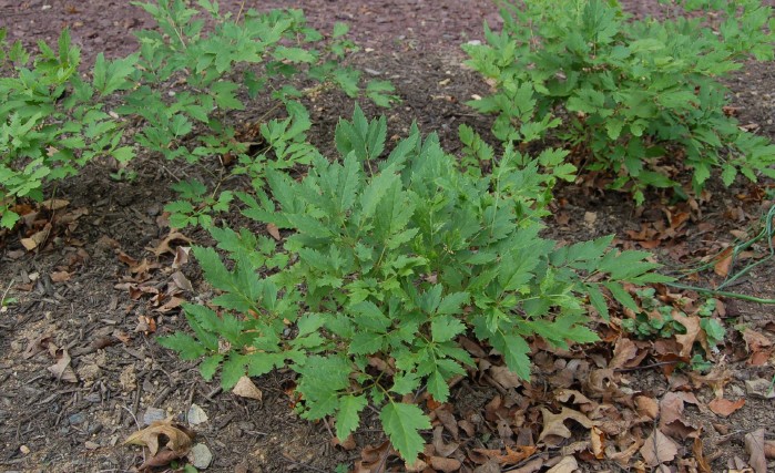<ul><li><p>NATIVE!!!</p></li><li><p>FLOWERS IN THE SUMMER (JUNE/JULY)</p></li><li><p>Basal leaves, tripinnately compound, toothed, terminal leaflet typically 3 lobed</p></li><li><p>White flowers clustered in terminal raceme. Fuzzy appearance due to many stamen</p></li><li><p>4-6 ft height, 2-4 ft spread</p></li><li><p>Part to full shade, well drained soil, keep soil moist or else foliage browns</p></li><li><p>Deer resistant</p></li><li><p>NWPL: NL</p></li></ul><p></p>
