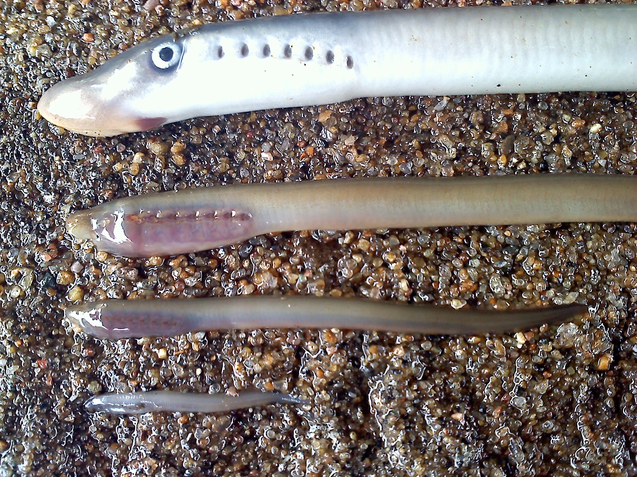 <p>Which of the following are true about lamprey ammocoetes?</p><p>a. ammocoetes have less developed eyes than adults</p><p>b. entosphenus tridentatus ammocoetes have darker caudal fin pigmentation</p><p>c. lampetra richardsonii ammocoetes have darker caudal fin pigementation</p><p>d. ammocoetes have less developed sucking discs compared to adults</p>