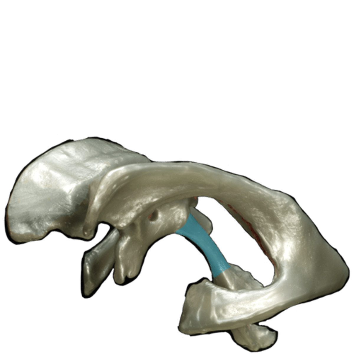 <p>connects the third and fourth ventricles</p>