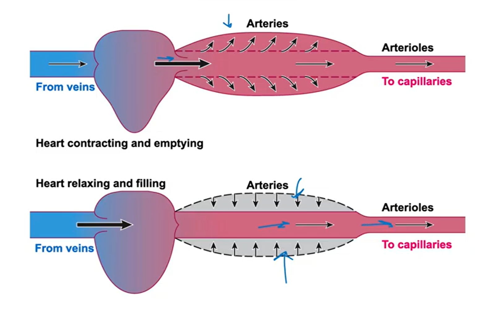 <p>-during systole the walls of the lumen are blown up like a balloon, filled w blood</p><p>-when diastole happens, the smooth muscle in the tunica media contract, and it pushes the blood forward even when the heart is relaxed</p>