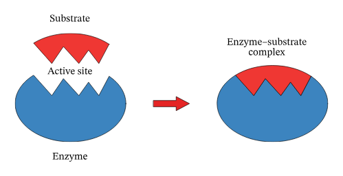 <p>a specific groove or pocket where a substrate binds and a chemical reaction is catalyzed</p>