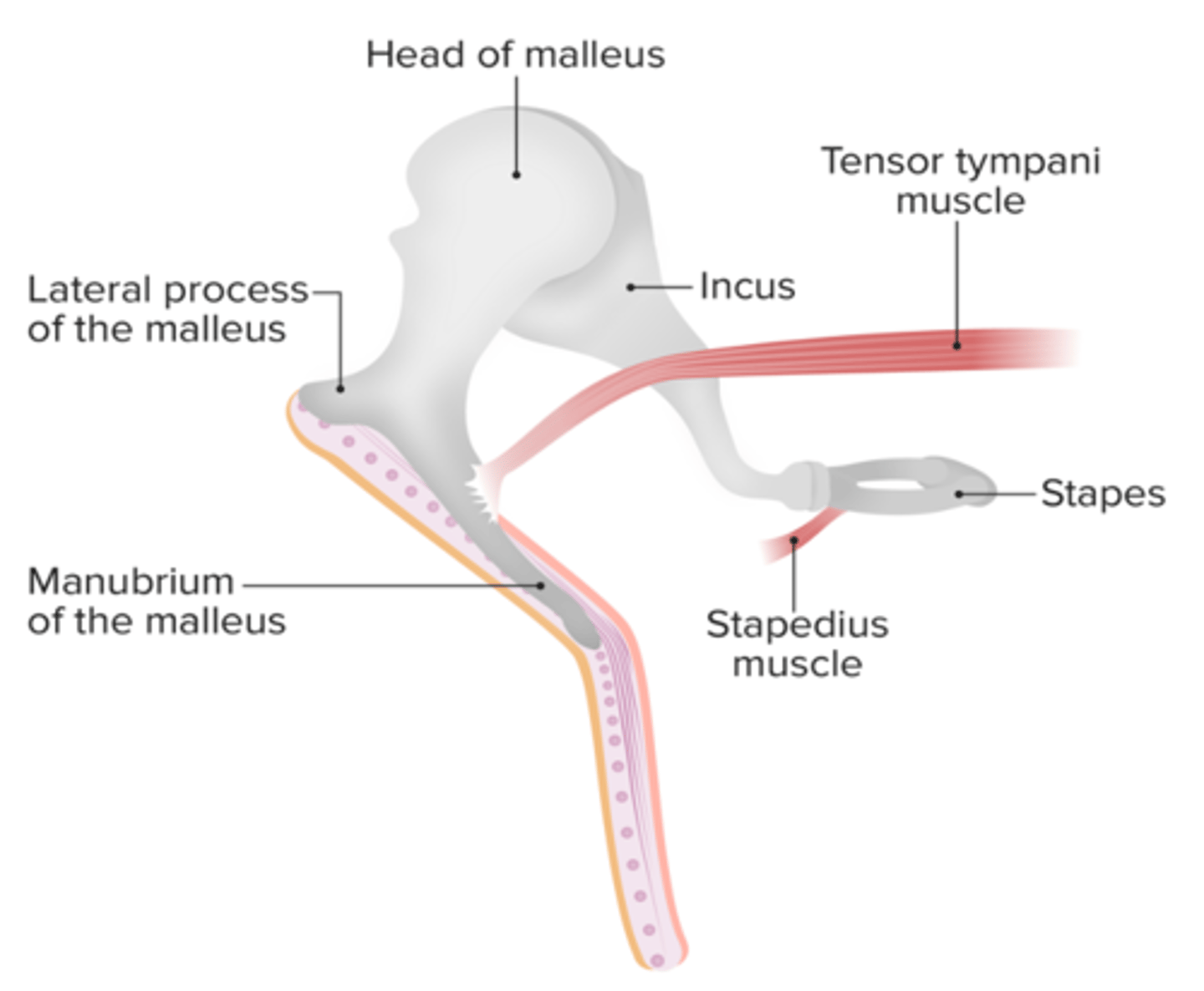 <p>Trigeminal nerve (CN V)</p>
