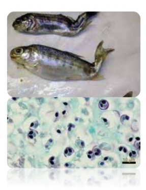 <p>causes swirling disease </p>