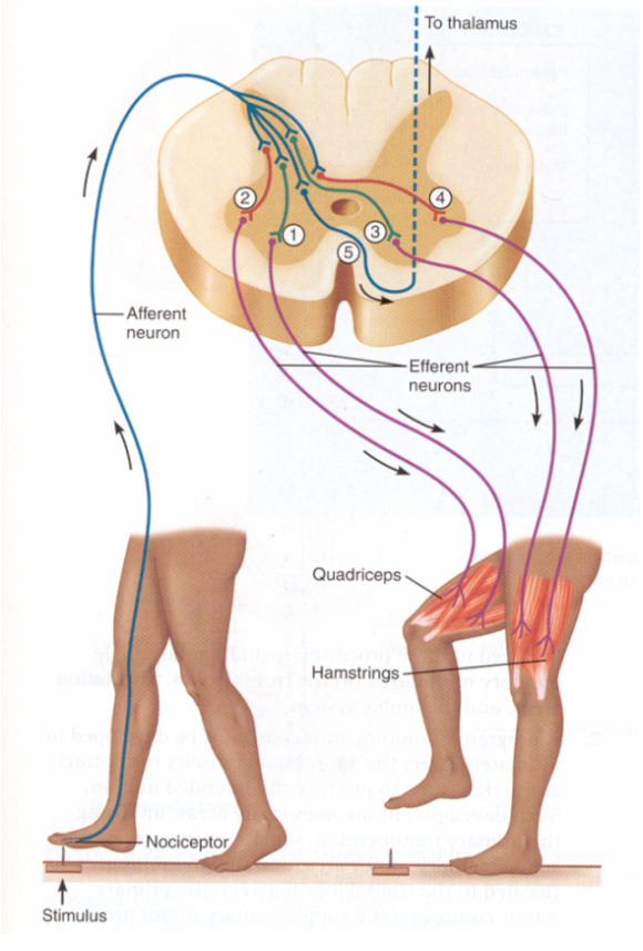 <p>→ excitatory and inhibitory interneuron, withdrawal on the stimulated side of the body, extension on the opposite side</p><p>→ intersegmental response: response on both sides of the cord</p><p>→ ipsilateral response: withdrawal (right leg), extensors inhibited, flexors stimulated</p><p>→ contralateral response: extension (left leg), flexors inhibited, extensors stimulated</p><p>→ the same thing occurs if someone grabs one of your arms unexpectedly</p>