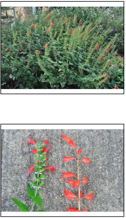 <p>Salvia coccinea </p>