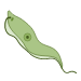 <p>Trypanosoma Brucei <em>rhodesiense</em>: Procyclic trypomastigotes</p>