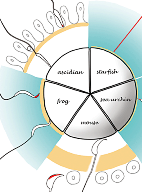 <ul><li><p>When a sperm touches the outer surface of an egg, receptor proteins in the sperm plasma membrane bind the sperm to the vitelline coat or zona pellucida </p></li><li><p>In most animals, only a sperm from the same species as the egg can recognize and bind to the egg surface </p></li><li><p>Species recognition is highly important in animals that carry out external fertilization, because the water surrounding the egg may contain sperm of many different species</p></li></ul><p></p>