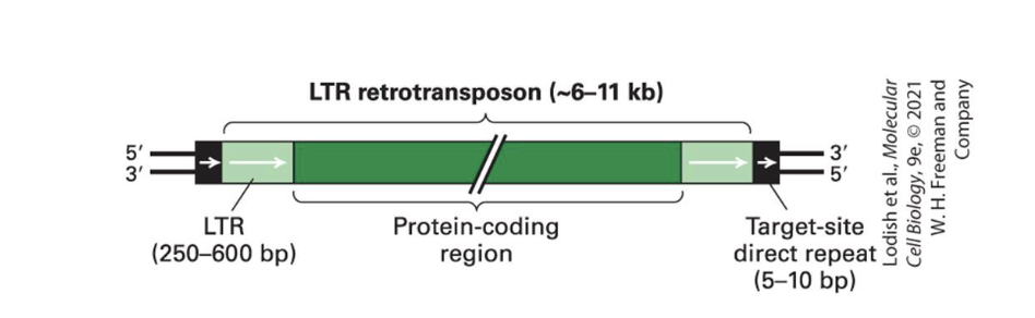 <ul><li><p>inserted at 440,000 sites, abt 8% of our genomes</p></li><li><p>are<strong> similar to retroviruses</strong> but lack envelope proteins</p></li><li><p>their protein coding region encodes </p><ul><li><p><strong>reverse transcriptase </strong></p></li><li><p><strong>integrase </strong>(similar function to <em>transposase</em> of DNA transposons)</p></li><li><p>and other proteins</p></li></ul></li></ul><p></p>
