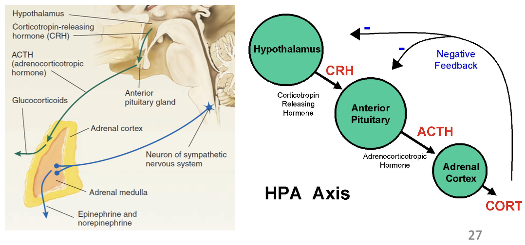 <p>yes - part of stress response is central (in brain)</p><ul><li><p>dual pathway, HPA axis, sympathetic NS causes immediate changes in behaviour</p></li><li><p>hippocampus maintains stress (suffers under chronic stress)</p></li><li><p>Schacter and Singer, 1962: placebo stress vitamin caused less stress response</p></li></ul><p></p>