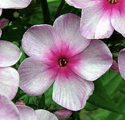 <p>This type of angiosperm have flower parts in multiples of 4 or 5…</p>