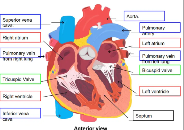 \

1. 4 chambers
2. Septum
3. Apex
4. Valves
