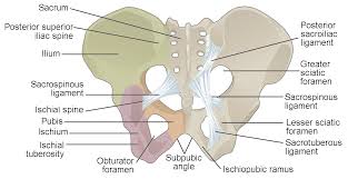 <p>What bone is this?</p>