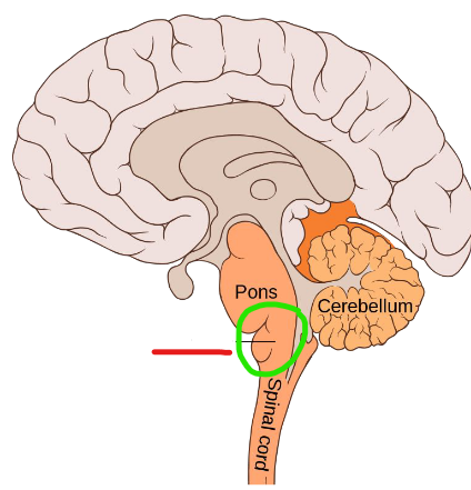 <ul><li><p>Controls heart rate &amp; respiration</p></li><li><p>Thoroughfare (road) for sensory info</p></li><li><p>Contains:</p><ul><li><p>Somatosensory tracts: brain sensory info to brain</p></li><li><p>Corticospinal tracts: convey info from cerebellum to spinal cord</p></li></ul></li><li><p>Neurons cross over (signals coming from left part of brain controls right side of body, vise versa)</p></li><li><p>Area postrema lacks blood-brain-barrier (BBB) to induce vomiting</p></li></ul><p></p>