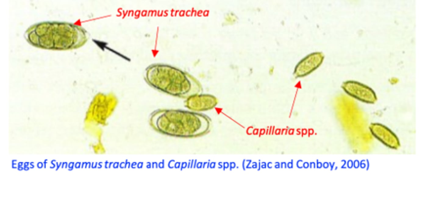<p>Clinical signs;</p><p>History</p><p>Detection of the eggs in the faeces and worms in the trachea on necropsy;</p>
