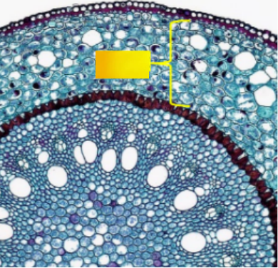 <p>originates from the ground tissue</p><p>and is mostly made of parenchyma</p><p>cells</p>